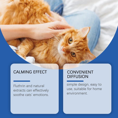 Lösung für Reizbarkeit bei Katzen